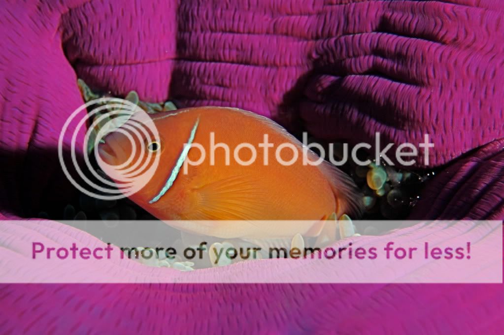 pink anemonefish pictures, images and photos